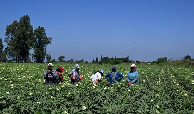 Türkiye’nin bamya üretim merkezinde hasat başladı