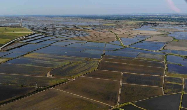 Sofraların vazgeçilmez lezzeti pirinç ekiminde kuraklık endişesi