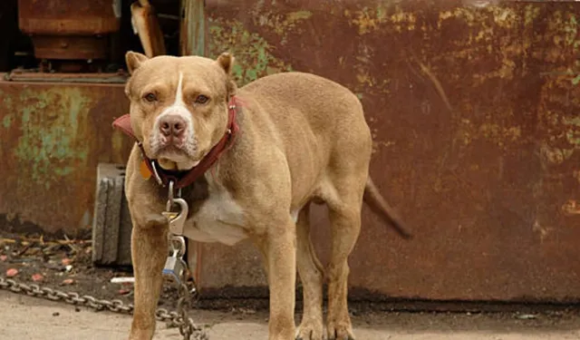 Pitbull sahibinin ihmalkarlığı 2 kişiye bedel oldu!