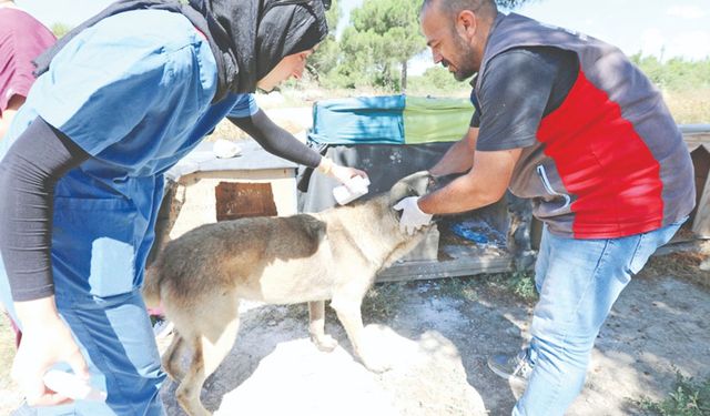 Arnavutköy Belediyesi'nden sokak hayvanlarına tam kapsamlı destek