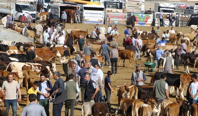 Kurban Bayramı’nda ‘acemi’ kasaplara uyarı