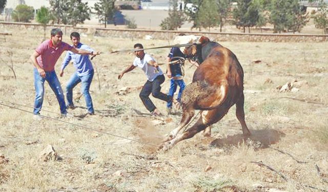 Bayramda kurban kesimlerinde acemi kasaplar tehlike saçıyor