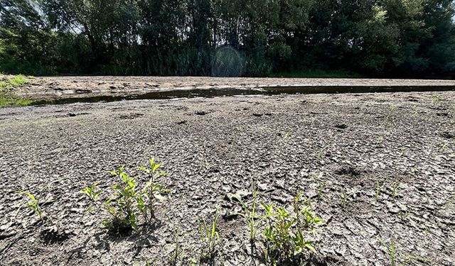 Tunca Nehri'nin debisinin düşmesi çeltik üreticilerini olumsuz etkiliyor