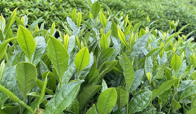 ÇAYKUR birinci sürgün döneminde 213 bin ton yaş çay aldı