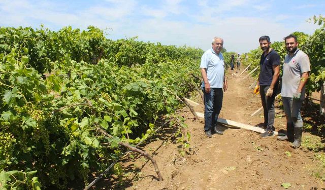 Dolu yağışının ardından üzüm bağlarında hasar tespiti başladı