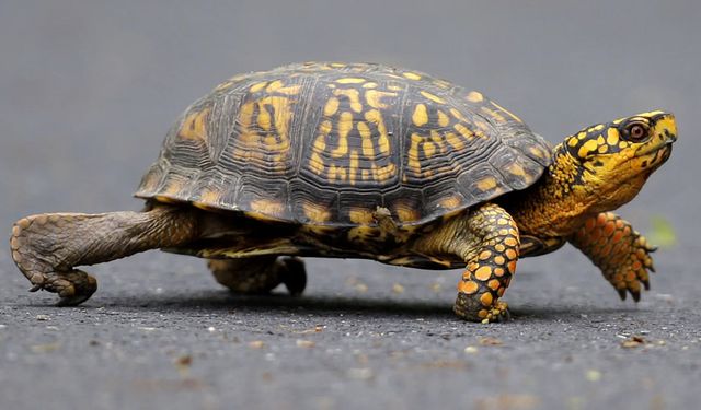 Kanoyla kaplumbağa kaçırmaya çalıştı Polisler tarafından tutuklandı