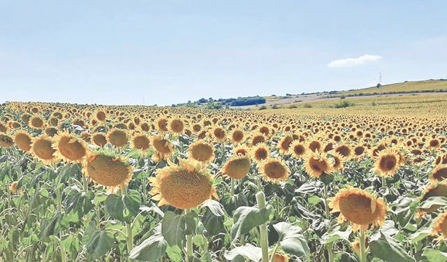 Trakya'da günebakan zamanı