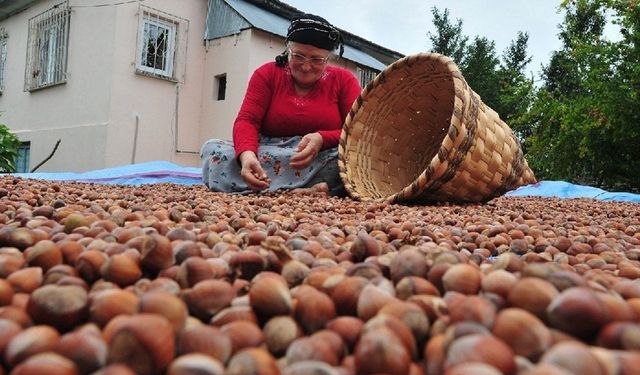 CHP'den fındık çıkışı: 160-180 lira arasında olmalı