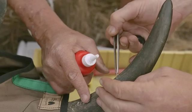 Gergedan boynuzlarına radyoaktif madde konulacak! Böylece kaçak avcılık bitecek