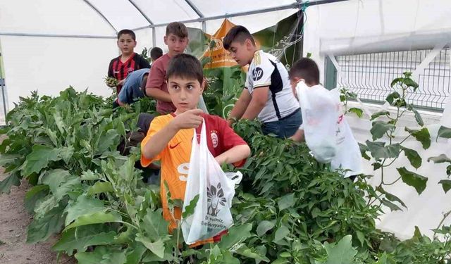 Minik öğrenciler sebze hasadına başladı