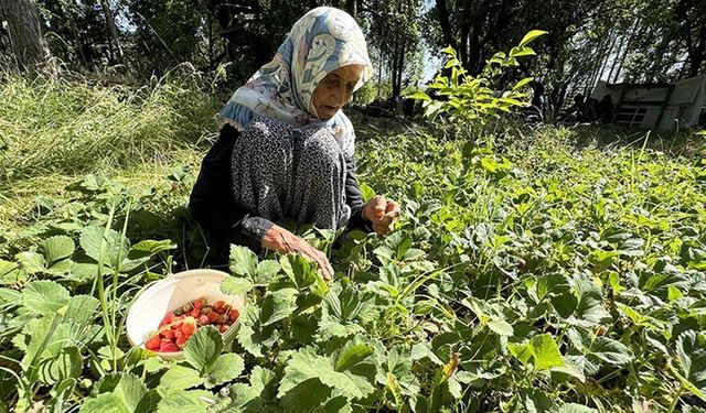 Asırlık İmoş nine bahçesinden kopamıyor