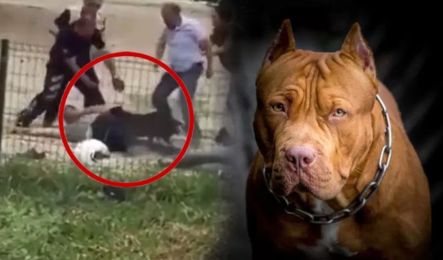 Kentin göbeğinde pitbull saldırısı! Olaya polis müdahale etti... Polise "vurma" diyerek feryat etti