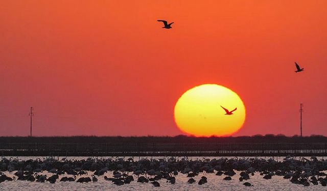 Flamingo adasının yeni sakinleri kıtalar arası uçuşa hazırlanıyor