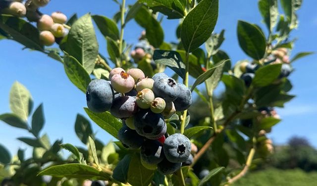 Aromatik bitkiler Şile'nin tarımsal potansiyelini artırıyor