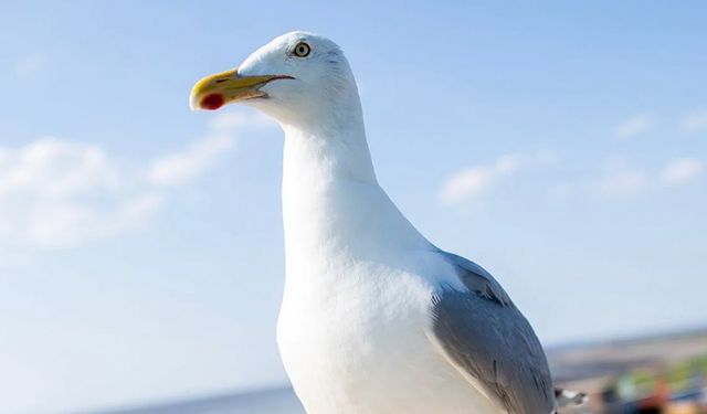 Martının kafasını kopardı: Kızının patatesini almasına sinirlenmiş!