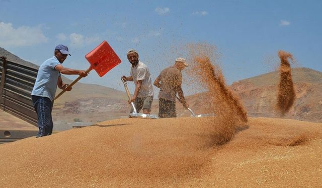 Muş'ta bahar yağmurları buğday rekoltesini artırdı