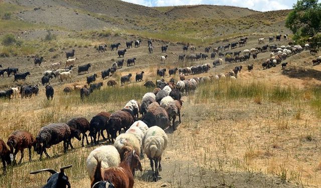 Muş'ta göçerlerin yayla mesaisi sürüyor