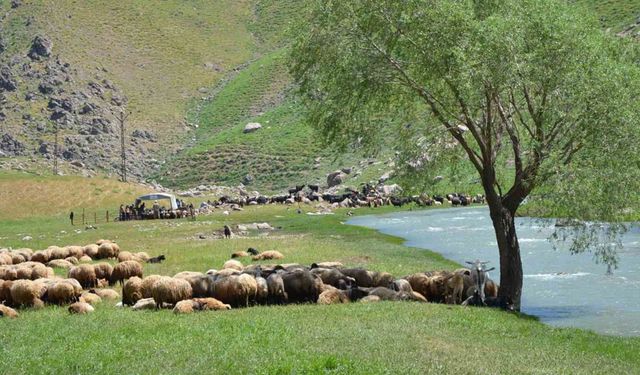 İdil’de "şap hastalığı" nedeniyle hayvan giriş çıkışı yasaklandı