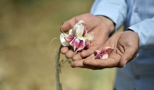 Beyaz altın sezonu başlıyor: Kastamonu'da gençler harçlıklarını çıkartıyor