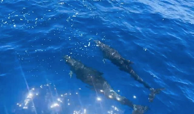 Alanya'da tur teknesine eşlik eden yunuslar görüntülendi