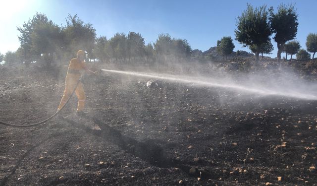 Adıyaman'da korkutan yangın: 40 hektarlık alan küle döndü