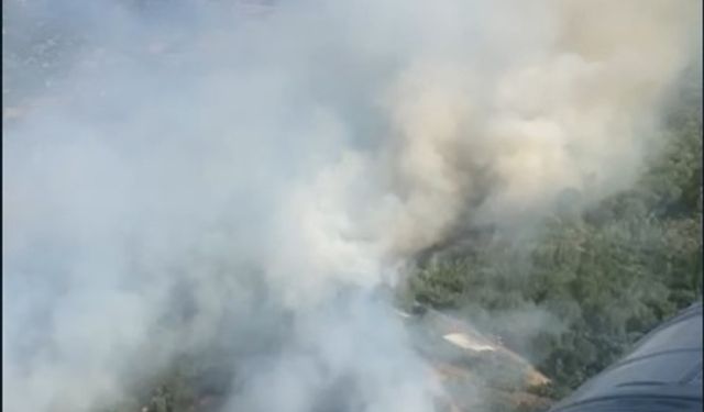 İzmir'de bir orman yangını daha çıktı