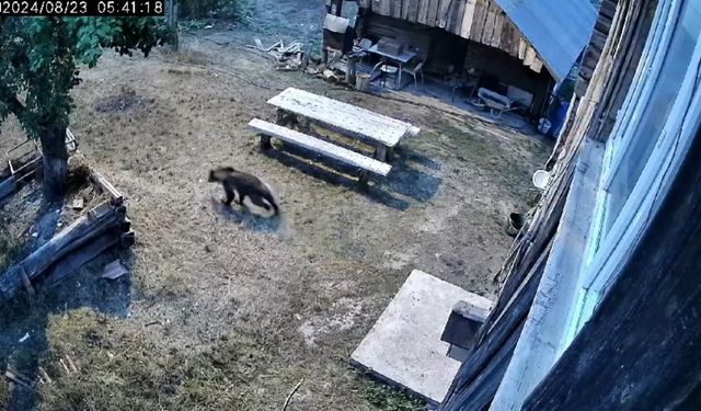 Kastamonu'da bahçeye giren ayı, sebzeleri yiyip kaçtı