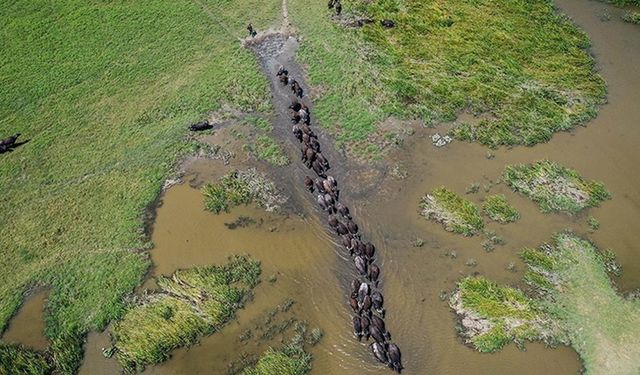 Afrika savanaları değil Mustafakemalpaşa