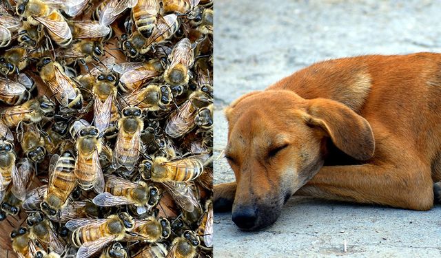 Arı sürüsü aileye saldırdı: Köpekleri öldü!