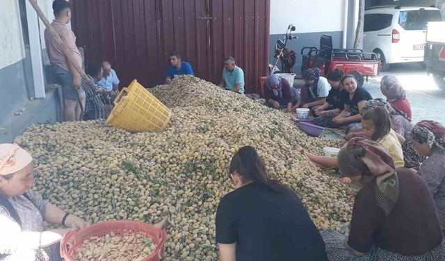 Sarıgöl’de badem hasadı başladı