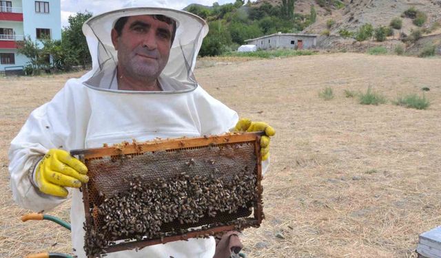 Batman’da organik kara kovan balında hasat başladı