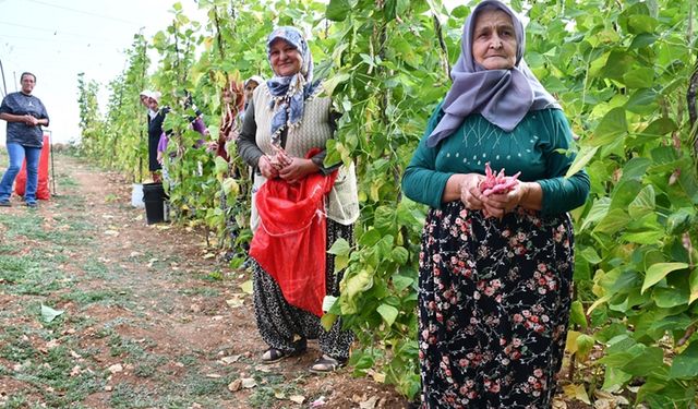 Bilecik'te barbunya hasadı devam ediyor