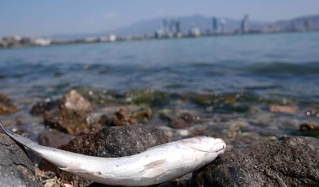 İzmir Körfezi'ndeki balık ölümleriyle ilgili inceleme başlatıldı