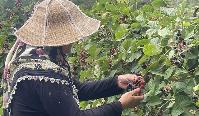 Uludağ'ın eteklerinde yetişen ahududu ve böğürtlenler kadınların gelir kapısı oldu