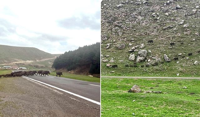 Kars'ta bozayı ve domuz sürüsü doğal yaşam alanlarında görüntülendi