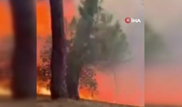 Beykoz'da korkutan orman yangını