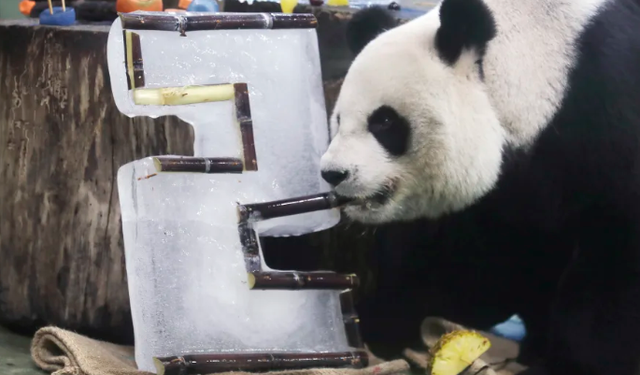 20'lik pandaya doğum günü kutlaması