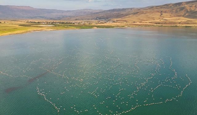 Van Gölü Havzası yazlıkçı flamingoları ağırlıyor