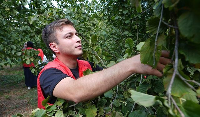 Düzce'de gençler 4 yıldır bahçelerde gönüllü fındık topluyor