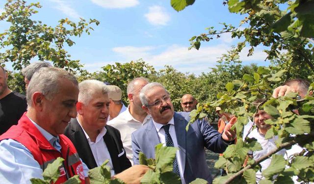 Fındık hasadı: 114 bin ton rekolte beklentisi