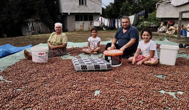 Samsun'da fındık mesaisi devam ediyor