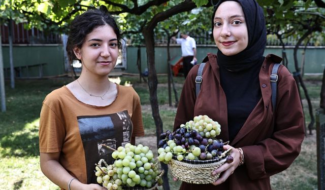 Bağcılar'da bağ bozumu zamanı