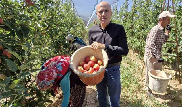 Erkenci elma hasadı başladı