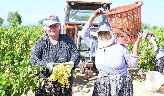 Susuz yetişen meşhur Bekilli üzümünde hasat zamanı