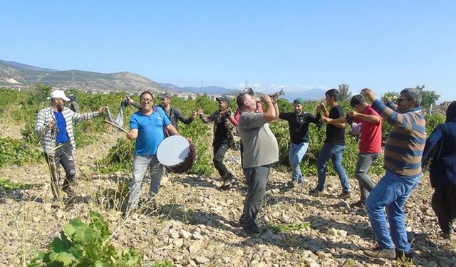 Gaziantep'te "davullu zurnalı" üzüm hasadı