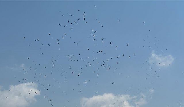 Hatay'da binlerce leyleğin göç uçuşunu vatandaşlar merakla izledi