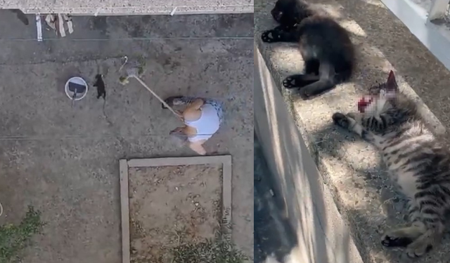 Manisa'da kedi katliamı: Kan donduran görüntüler!