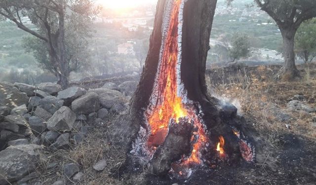 İzmir alev alev yanıyor: 200 yıllık zeytin ağaçları kül oldu