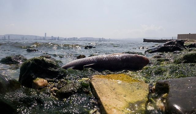 İzmir Körfezi'nde balık tutulmaması için uyarıcı afişler asıldı