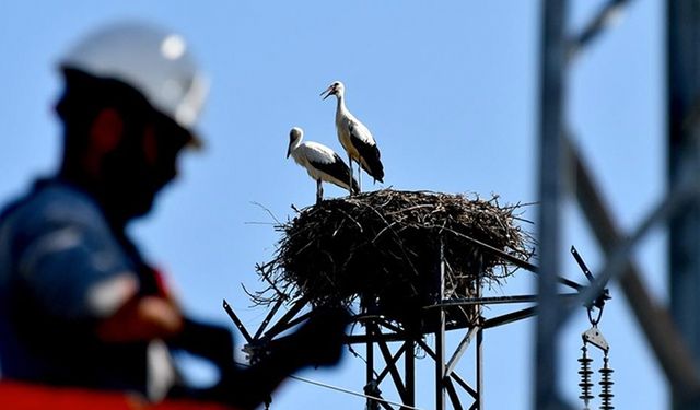 Özel enerji hattı ile göçmen kuşlar güvende